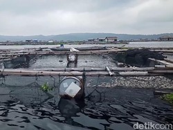 Menyibak Penyebab Ikan Mati Massal di Waduk Jatiluhur