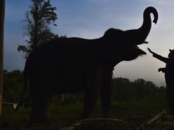 TWA Padang Luwai dan Suaka Margasatwa Kelian Tutup saat Libur Lebaran 2026