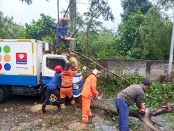 Pohon Tumbang Timpa Mobil Es Krim Imbas Hujan Deras-Angin Kencang di Bogor