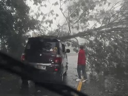 Hujan Deras, Pohon Tumbang Tutup Akses Kendaraan di Puncak Bogor