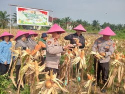 Dukung Swasembada Pangan, Polisi dan Petani di Dumai Panen 2 Ton Jagung