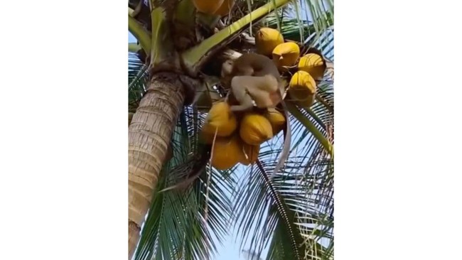 SPPG Tanah Sirah Piai Nan XX, Kota Padang, memanfaatkan beruk-beruk atau monyet terlatih untuk memetik kelapa bahan dasar bumbu rendang untuk MBG.