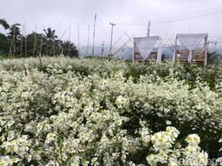 Pesona Bunga Pikok dengan View Gunung Ciremai di Saung Lumbung Kuningan