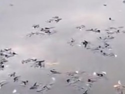 Ikan-ikan di Situ Citongtut Mendadak Mati, Pemkab Bogor Telusuri