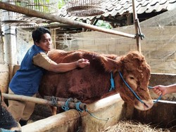 Penyakit Mulut dan Kuku Kembali Merebak di Trenggalek, 1 Sapi Mati