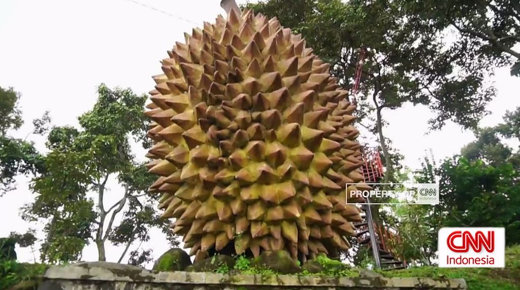 VIDEO: Durian Lumbang, Sensasi Nikmat Durian Khas Lereng Bromo