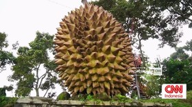 VIDEO: Durian Lumbang, Sensasi Nikmat Durian Khas Lereng Bromo