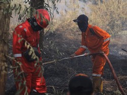 Lahan di Pontianak Diduga Sengaja Dibakar, BPBD Temukan Barang Bukti