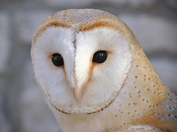 Viral Burung Hantu Ditembak Mati di NTT, Padahal Bisa Bantu Petani