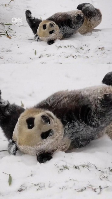 Kegemasan Panda Bermain dengan Salju di China