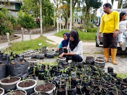 Misi Karang Taruna Pamusian Sulap Pekarangan Jadi Cuan dari Urban Farming