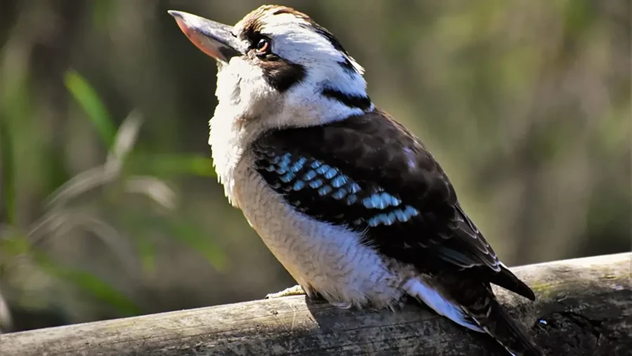 Burung atau Kambing&quest; Ilusi Optik Ini Ungkap Sifat Aslimu
