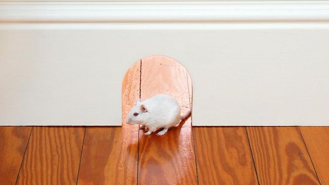 Apakah Berbahaya Digigit Tikus saat Hamil? Cek Risiko untuk Bumil dan Janin serta Cara Mengatasinya