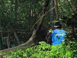 Satu Orang Tewas Tertimpa Pohon Tumbang Saat Angin Kencang di Jember