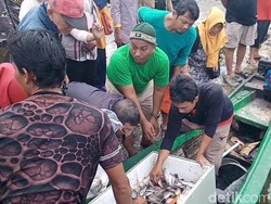 Kematian Massal Ikan di Waduk Jatiluhur Meluas hingga Tiga Kecamatan