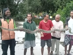 Dikira Helm Jatuh, Ternyata Sanca 3 Meter Lagi Lilit Bebek di Baran Klaten