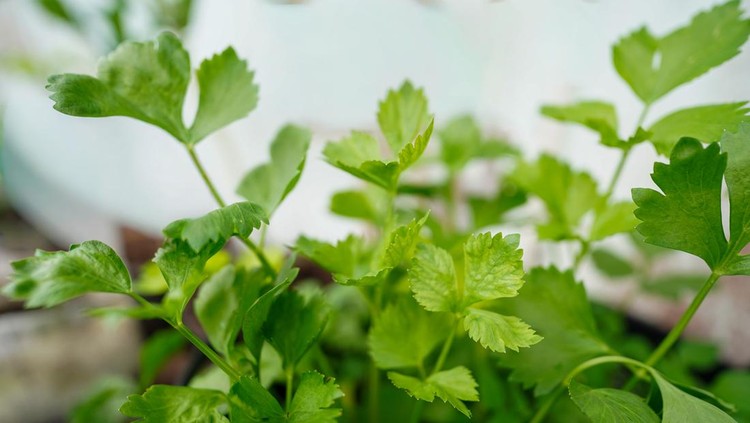 Group of green Thai celery tree in the morning light&period; Fresh homegrown&comma; organic vegetables&comma; green food&period; Plant plot in urban farming&period;