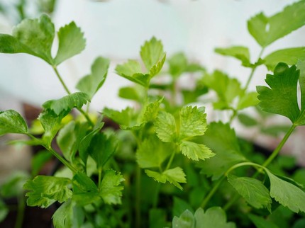 25 Tanaman Obat Keluarga dan Khasiatnya untuk Kesehatan Tubuh