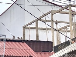 Kawanan Monyet Liar Masuk Permukiman Warga di Palembang