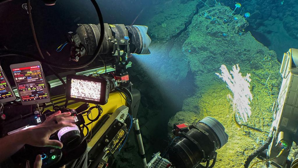 FOTO: Menyelami Indahnya Kehidupan Laut Dalam Sulawesi