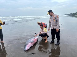 Paus Sperma Kerdil Terdampar di Pantai Tembles Jembrana
