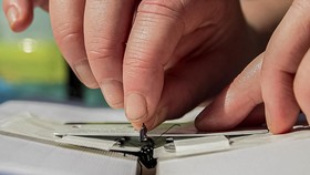 FOTO: Menelusuri Jejak Migrasi Ratusan Kilometer Kupu-kupu Monarch