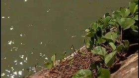 Bangkai Pesawat Smart Air yang Jatuh di Pantai Nabire