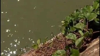 Bangkai Pesawat Smart Air yang Jatuh di Pantai Nabire