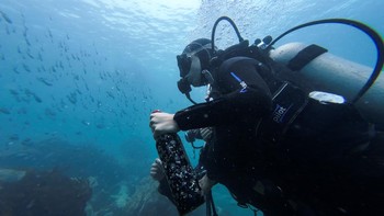 FOTO: Cara Unik Menuakan Anggur di Bawah Laut