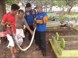 Hiii! Ular Sanca 3 Meter Berkeliaran di Makam Pasuruan