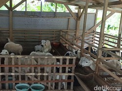 Harga Kambing di Pangandaran Anjlok, Peternak Mengeluh Rugi Biaya Pakan
