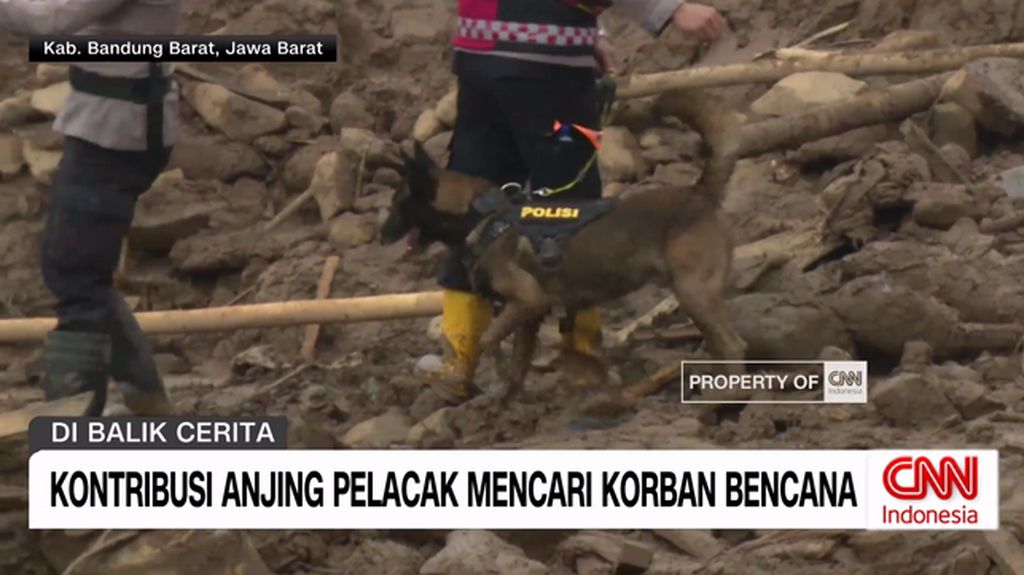 VIDEO: Melihat Anjing Pelacak Mencari Korban Bencana