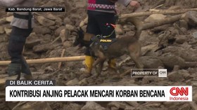 VIDEO: Melihat Anjing Pelacak Mencari Korban Bencana