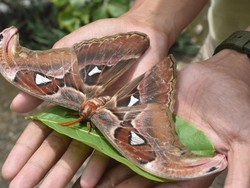 Heboh Warga Temukan Kupu-kupu Gajah di Rammang-rammang Maros