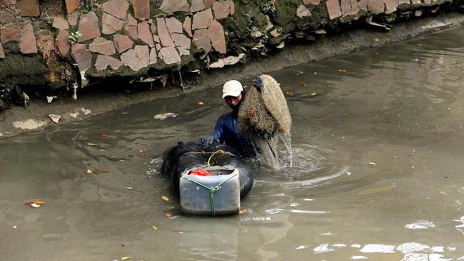 Tingginya populasi ikan sapu-sapu di Sungai Ciliwung menjadi sorotan para peneliti. Apa tingginya populasi ikan invasif ini tanda kerusakan lingkungan?