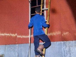 Petugas Damkar Barru Jatuh-Disengat Tawon Vespas Saat Evakuasi Sarang