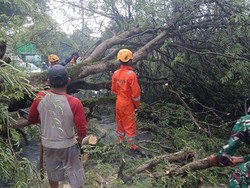 Pohon Tumbang Timpa Guru-Mahasiswa di Palopo, 3 Orang Dilarikan ke RS