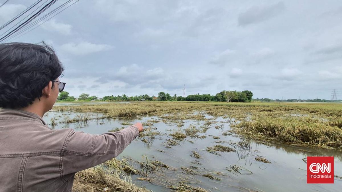 194,5 Hektare Sawah di Tangerang Gagal Panen Akibat Banjir