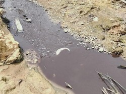 Sungai di Nunukan Tercemar Limbah, Ikan Mati dan Warga Sakit Perut