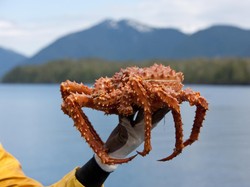 Apa Itu Kepiting Alaska? Kenali Jenis dan Cara Mengolahnya