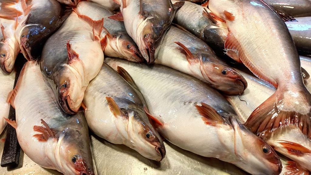 Ikan Patin vs Ikan Lele: Mana yang Lebih Aman?