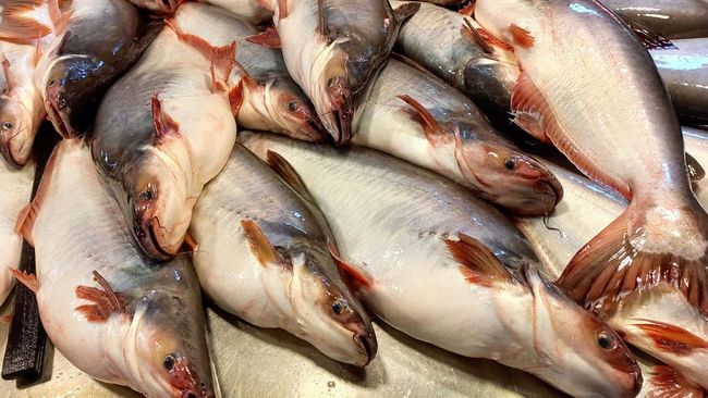 Dua penelitian terbaru menunjukkan ikan patin ternyata bisa lebih berbahaya ketimbang ikan lele. Simak selengkapnya di sini.