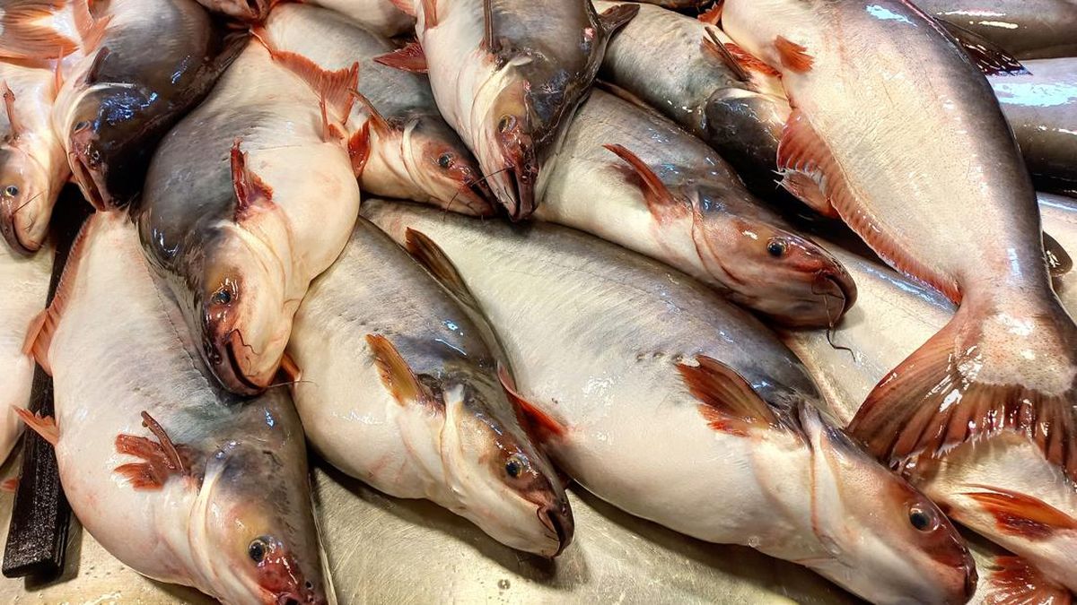 Ikan Patin vs Ikan Lele: Mana yang Lebih Aman?