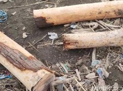 Perhutani soal Gelondongan Kayu di Pantai Tegal: Tak Ada Bekas Tebangan