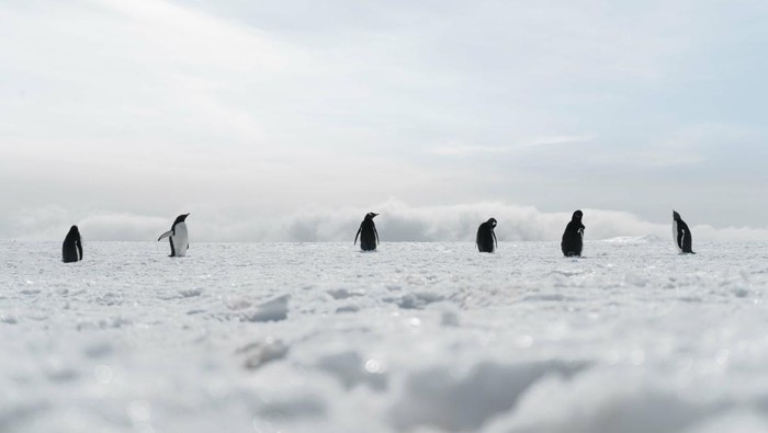Alih-alih menuju laut tempat burung-burung itu mencari makanan, bertahan hidup, dan berkembang, penguin itu berjalan menuju pegunungan terpencil dan bersalju.