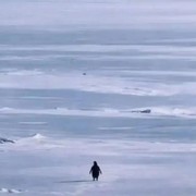 Penguin Nihilist Viral di Medsos, Jadi Simbol 