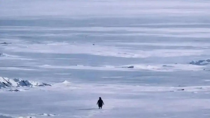 Penguin Nihilist Viral di Medsos, Jadi Simbol 