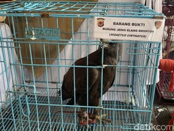 Terpenjara di Kandang Besi Indramayu, 14 Elang Diselamatkan Polisi