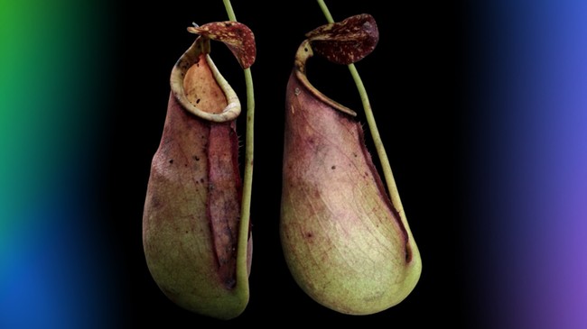 Tim peneliti menemukan spesies hibrida baru kantong semar, Nepenthes &times;taringkecil, di Kalimantan Barat. Temuan ini dipublikasikan di jurnal Phytotaxa.