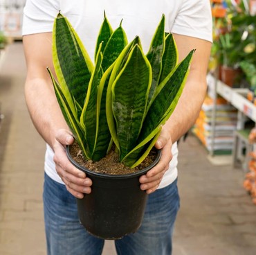 Cara Menyimpan Tanaman Lidah Mertua menurut Feng Shui